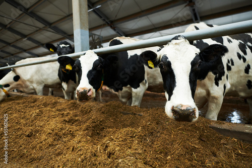 Group of black-and-white purebred dairy cows standing in cowshed in front of feeder and eating forge while one of them looking at camera