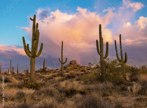 AZ Desert Sunset Landscape With Cactus On A Hill