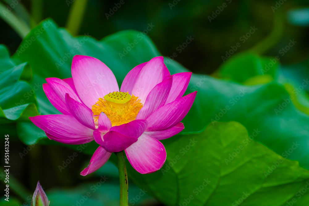 Flower of Indian or sacred lotus in summer