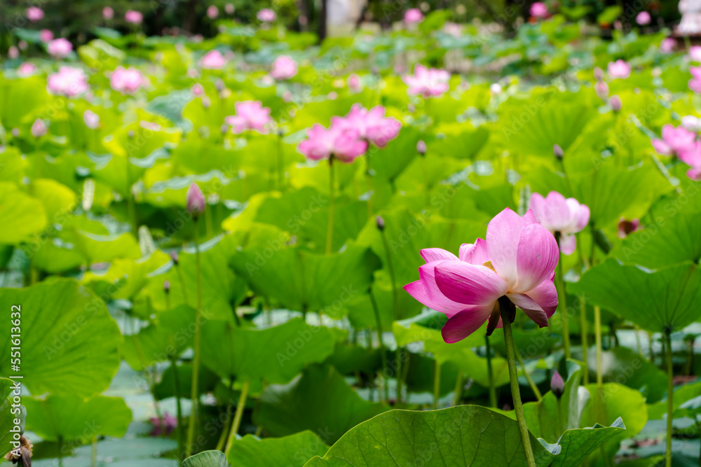 Flowers of Indian or sacred lotus in summer Flowers of Indian or sacred lotus in summer