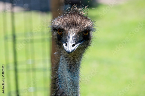 Emu (Dromaius novaehollandia) photo