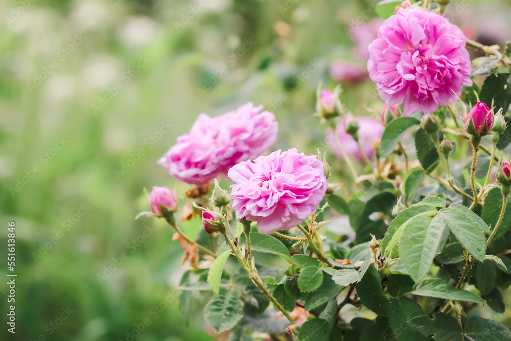 Pink rose flowers. Garden plants in full bloom. Summertime season flowering. Pink rose flowers. Garden plants in full bloom. Summertime season flowering.