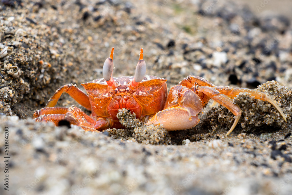 Close-up of red shore crab with pointed eyes in the sand on the Pacific Ocean of Peru, South America Close-up of red shore crab with pointed eyes in the sand on the Pacific Ocean of Peru, South America