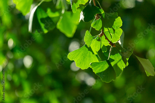 Close-up of Ginkgo biloba leaves back lit.