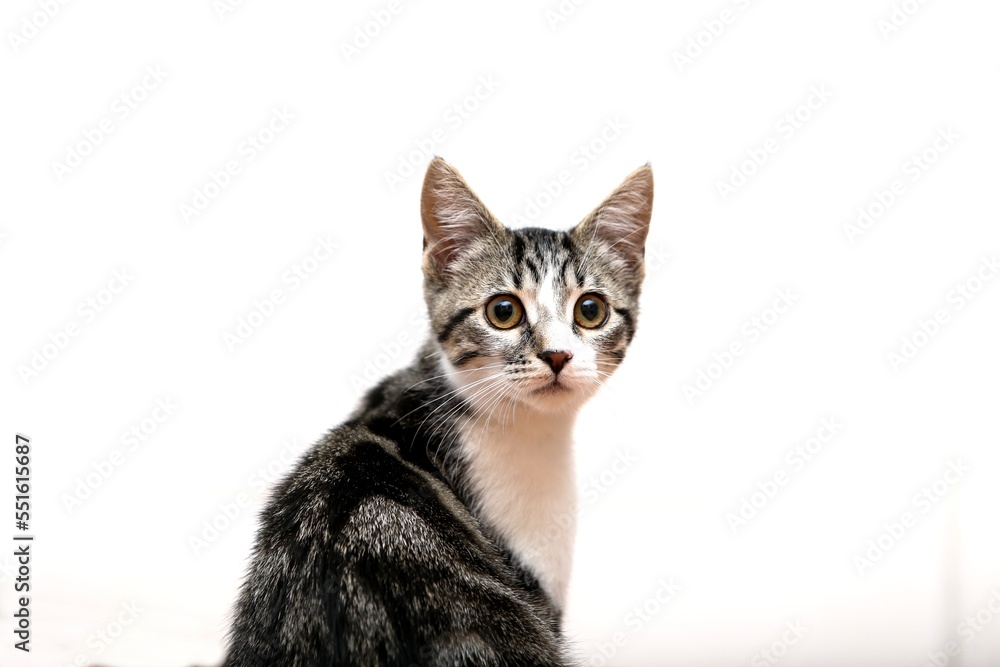 Obraz premium Chat - Fond blanc