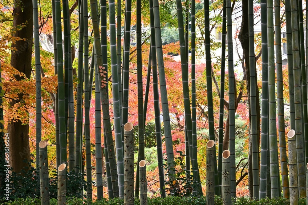 Obraz premium Scenery of autumn leaves in Japan. Seasonal background material.