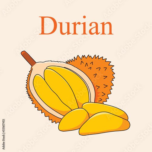 durian fruit vector illustration