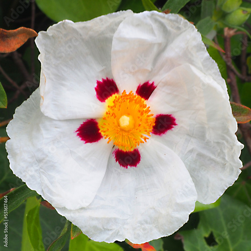 Photos Laudanum cistus or sun rose or gum cistus produces laudanum which is used in perfumery