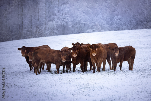 A herd of brown furry cows in snow in Germany in winter, white trees in  the background