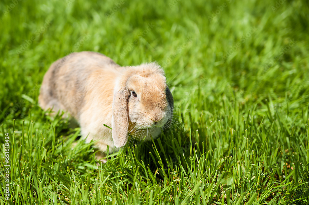 Lop-eared brown hare walks on green grass. Symbol of 2023. Place for text Lop-eared brown hare walks on green grass. Symbol of 2023. Place for text