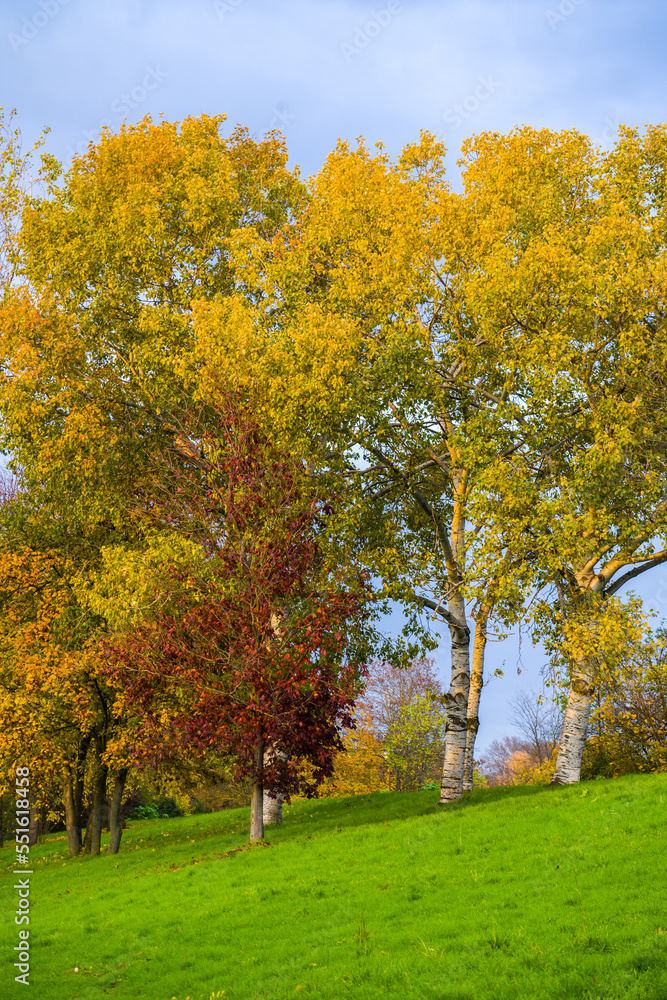 Colorful autumn trees on a green slope, blue sky in background
