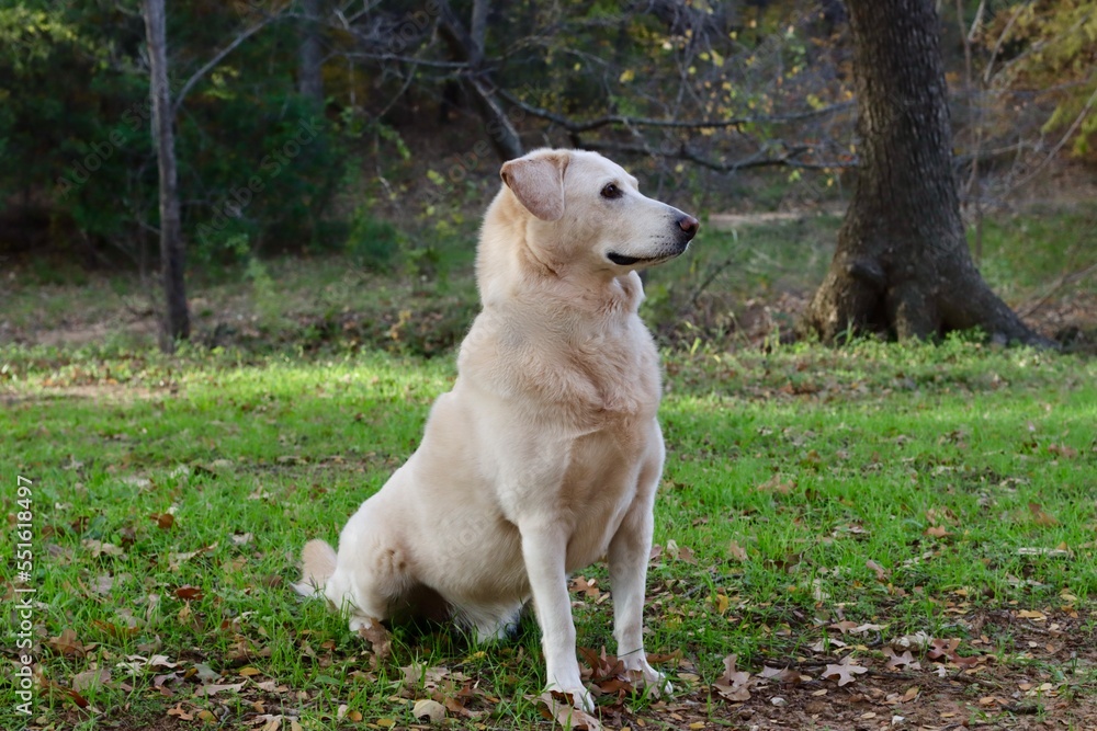 Portrait of a Dog, man's best friend, Chow, Labrador Retriever Mix, Chow Lab, Chow Chow, Chabrador, Lab Chow