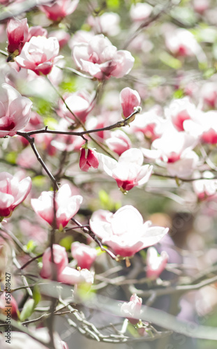 Branches of pink magnolia. Beautiful spring flowers on branches. beautiful floral background from natural plants