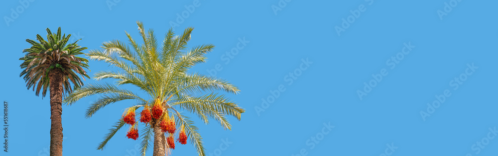 Banner holiday concept with two tropical big old palm trees, one of them a date palm with orange fruits at blue sky solid background with copy space Banner holiday concept with two tropical big old palm trees, one of them a date palm with orange fruits at blue sky solid background with copy space