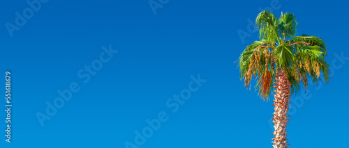Banner holiday concept with a big date palm tree with orange fruits at blue sky gradient background with copy space © neurobite