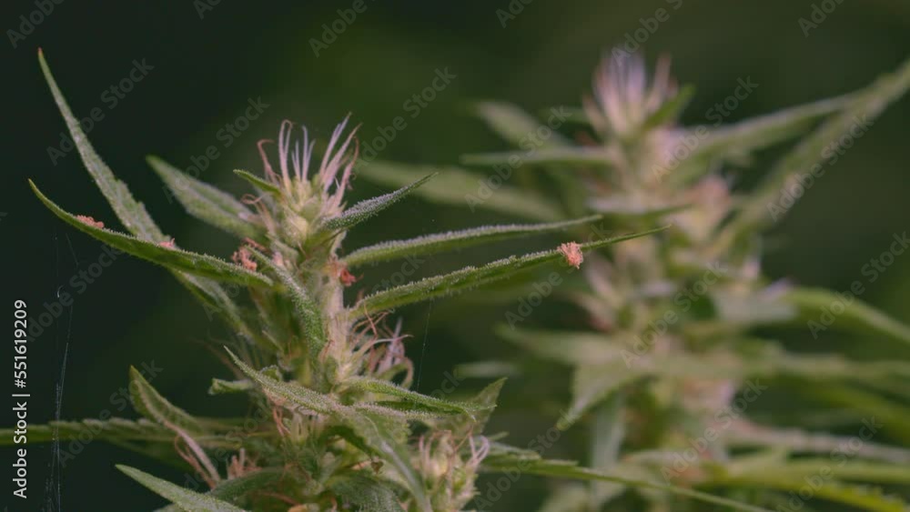 close up details of the balance of marijuana flowers..trichomes substances are often found in inflorescences. .Trichomes Marijuana begins to increase.. marijuana plant. Cannabis medicine leaf. close up details of the balance of marijuana flowers..trichomes substances are often found in inflorescences. .Trichomes Marijuana begins to increase.. marijuana plant. Cannabis medicine leaf.