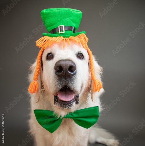 Portrait of a cream retriever dressed as a leprechaun wearing a bow tie, hat and wig for St Patrick's Day photo