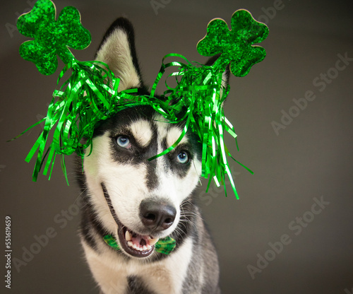 Portrait of a siberian husky wearing a green bow tie and four-leaf clover headband for St Patrick's Day photo