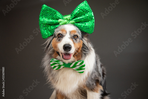 Portrait of a miniature Australian Shepherd dog wearing a bow tie and bow on its head for St Patrick's Day photo