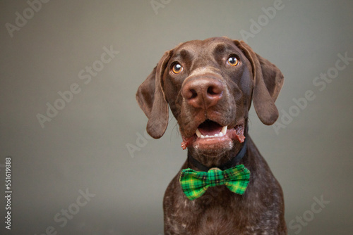 Portrait of a liver roan German Shorthaired Pointer wearing a green bow tie photo