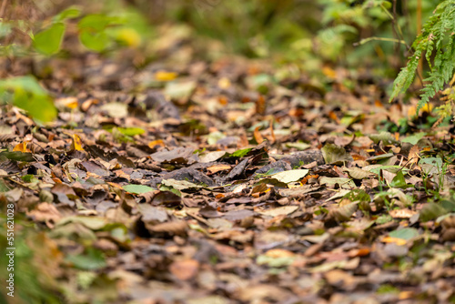 Fallen leaves on a forest path.