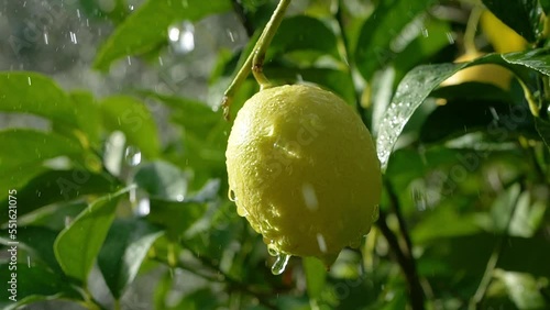 ripe lemon hanging on tree branch, drops of rain falling slow motion, sunny autumn day. fresh yellow ripe lemons on lemon tree branches in Italian garden. citrus fruits orchard. fruit crops