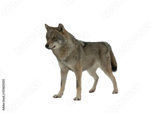 gray wolf stands in the snow isolated on a white background