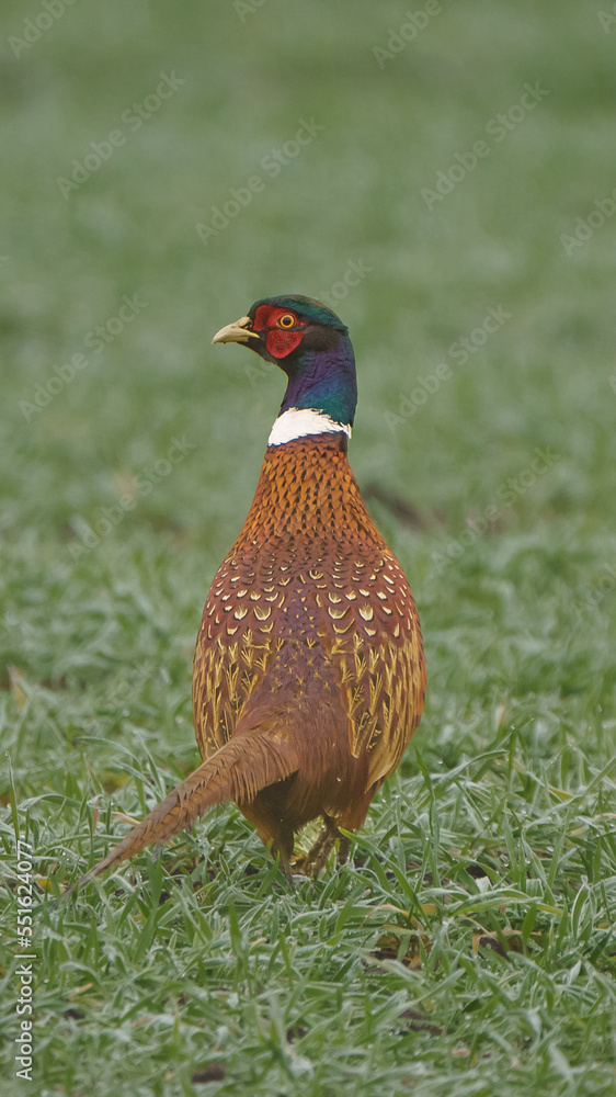 Naklejka premium pheasant in the grass