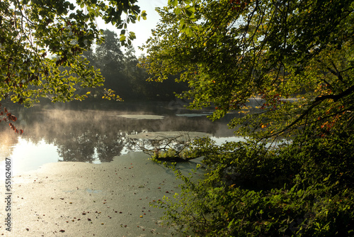 Fluss mit Wasserlinsen und Morgennebel im Sommer.