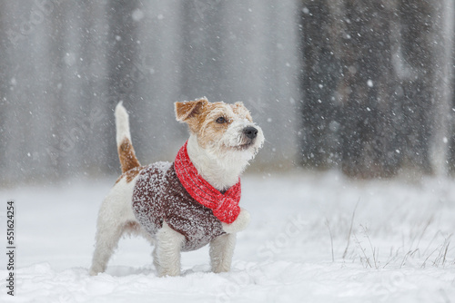 Jack Russell Terrier stands in the forest. Snowing. A dog in a festive red scarf with a bubo and a brown sweater against the backdrop of trees. Christmas concept