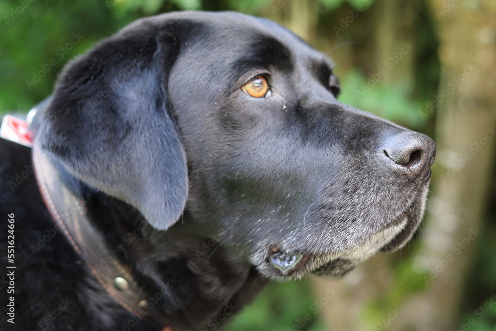Black Dog in Garden Black Dog in Garden