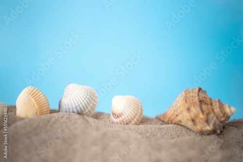 Background sea sand grains  fine beach sand and shells.