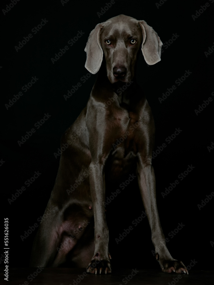 studiofoto von einem weimaraner hund vor schwarzem hintergrund in brilliantem licht