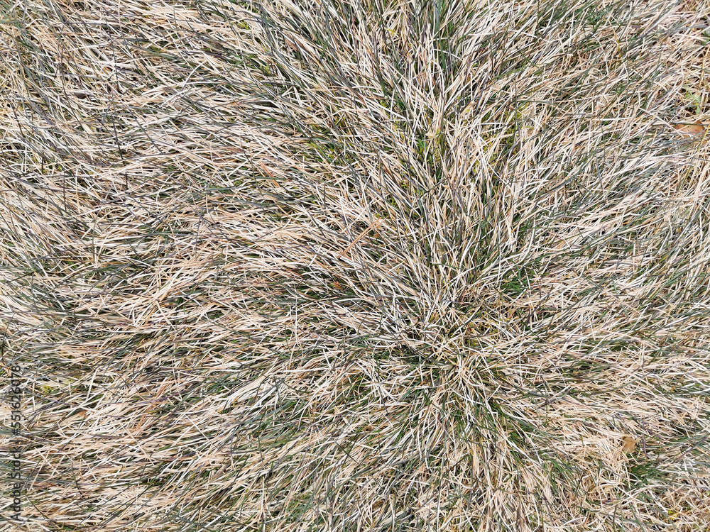 Naklejka premium Fall concept. Texture of wilted Grass. Dry grass background.
