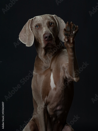 studiofotos von einem weimaraner hund vor schwarzem hintergrund, der die pfote zum gruß hebt