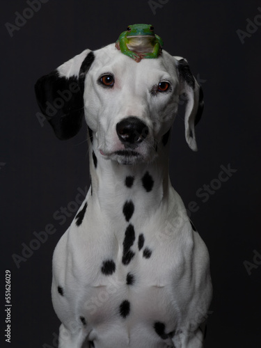 ein dalmatiner hund mit einem frosch auf dem kopf als studiofoto vor schwarzem hintergrund
