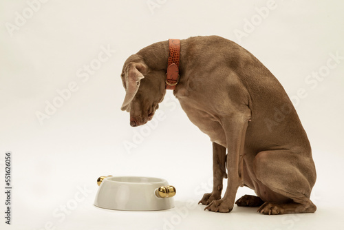 ein weimaraner hund guckt in seinen leeren fressnapf, studiofoto vor weißem hintergrund, freisteller
