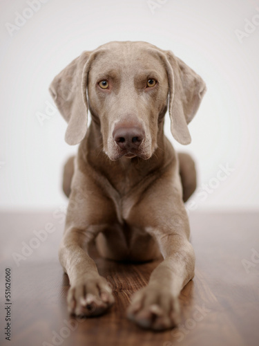 ein weimaraner hund liegt auf dem boden und schaut direkt in die kamera, foto mit geringer tiefenschärfe genau auf den augen