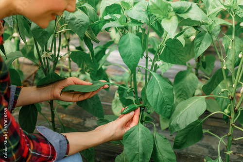 Close-up photo of hands and peppers on a plant in a greenhouse.