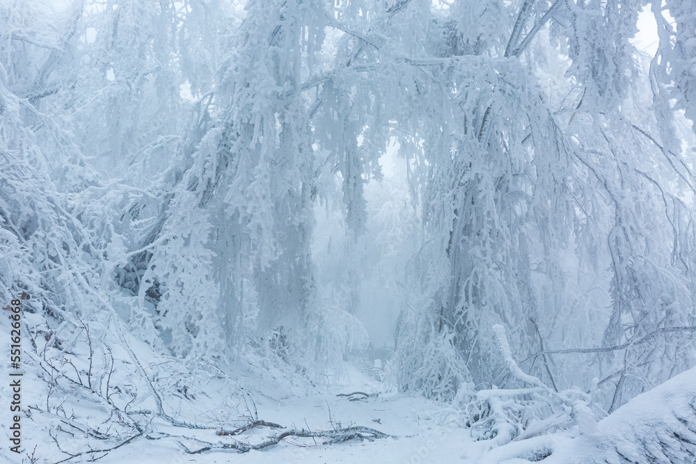 Fototapeta premium Cold forest. Winter. Trees. Freeze. 