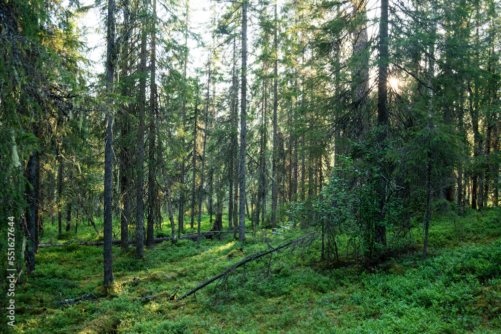 An old-growth summery taiga forest in Närängänvaara near Kuusamo, Northern Finland An old-growth summery taiga forest in Närängänvaara near Kuusamo, Northern Finland