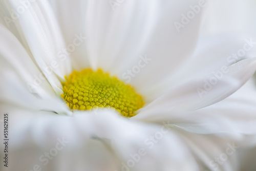 Detail of a beautiful white daisy.