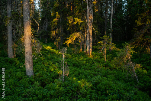 Summery and lush old-growth forest during a sunset near Hossa, Northern Finland