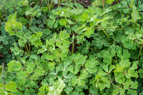 Green leaves of Aquilegia vulgaris. Natural plant background.