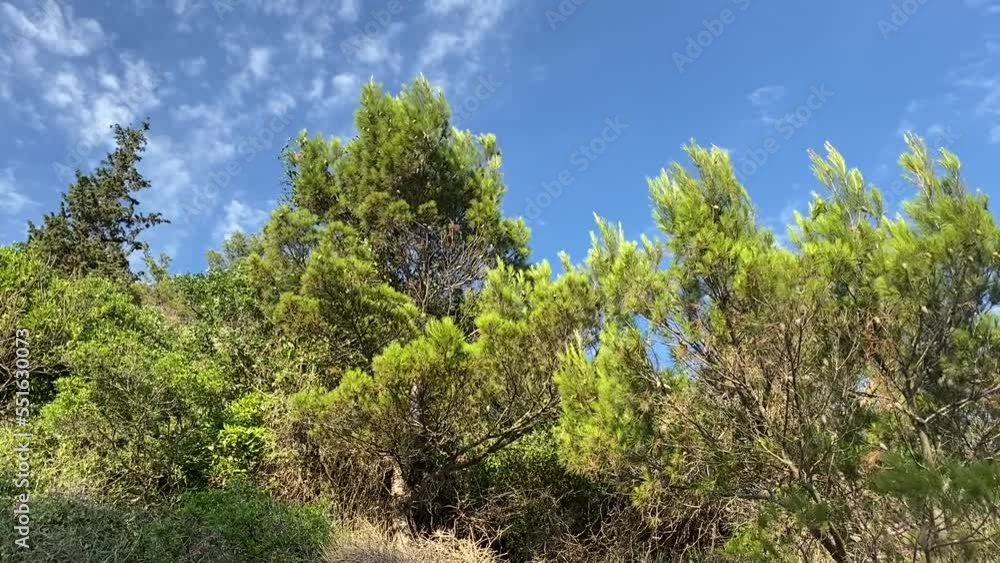 Pine trees in conifer forest against blue sky. Pine trees in conifer forest against blue sky.
