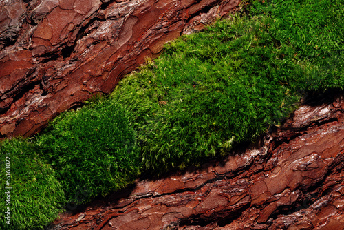 Textured tree bark and moss podium in rays of sunlight with hard shadows. Demonstration of cosmetic product in flat lay style.