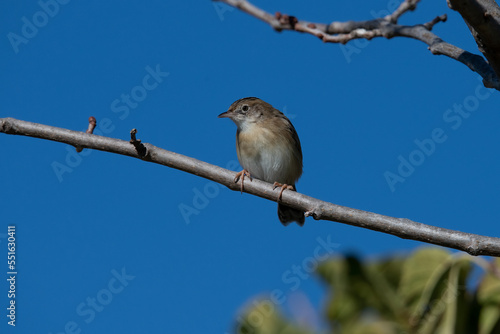 Zitting Cisticola (Cisticola juncidis) in Portugal, Castro Verde.