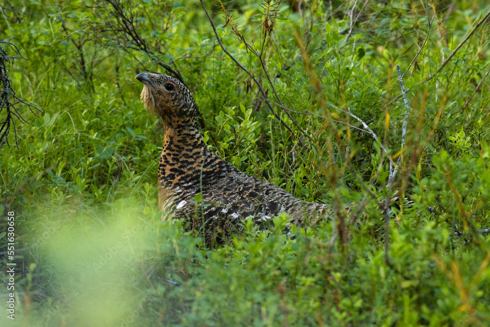 A female Western capercaillie moving in the middle of lush shrubs in a Northern forest in Finland, Europe A female Western capercaillie moving in the middle of lush shrubs in a Northern forest in Finland, Europe