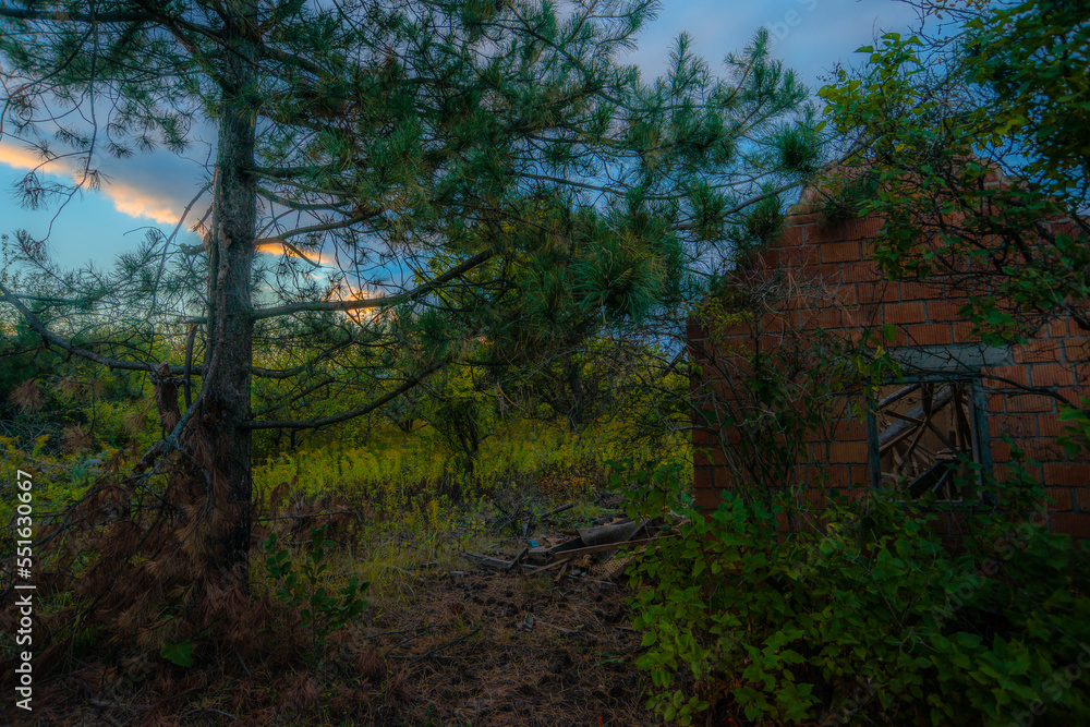 Obraz premium morning in the forest