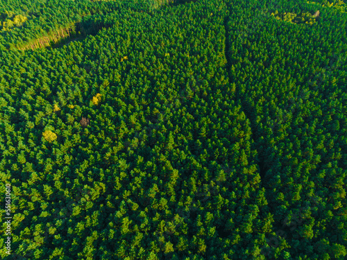 A view from the air on huge areas of the forest. Forest landscape concept, big forest. Environmental protection, care for nature. © Sebastian